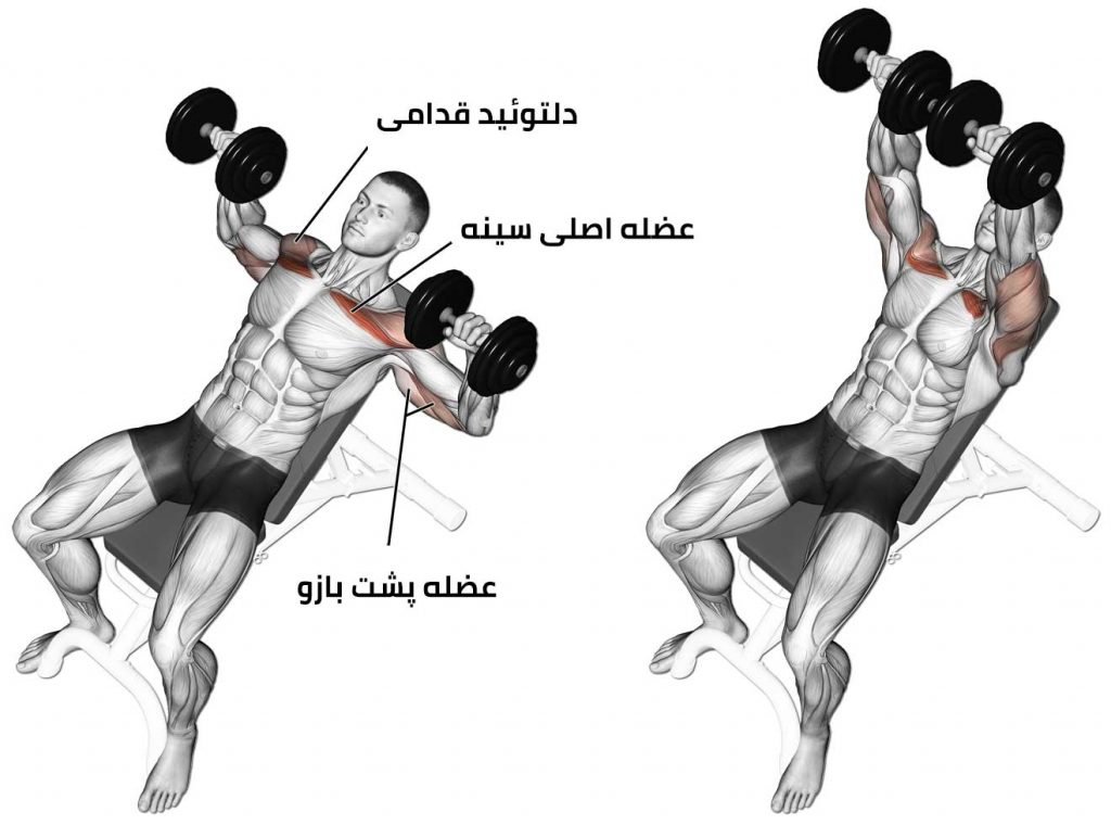 How to have large and well-shaped chest muscles + 12 exercises